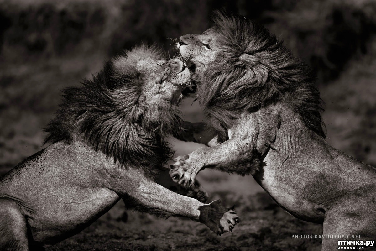 Бои хищников. Битва Львов за Прайд. Львы дерутся. Львы бьются. Лев сражается.