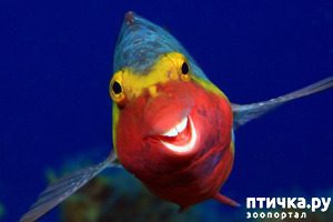 фотография: Премия комедийной фотографии дикой природы - 2020 фото: Премия комедийной фотографии дикой природы - 2020