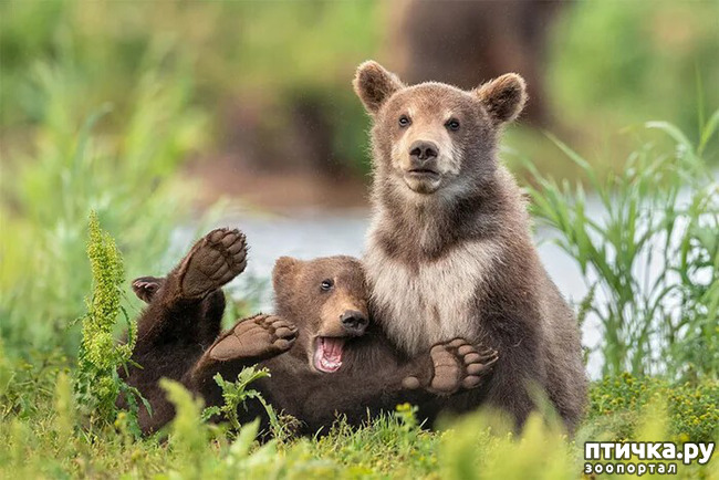 ���� 17: ������ ���������� ���������� ����� ������� - 2020