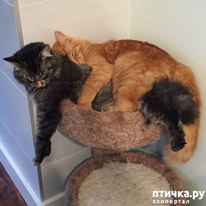 фотография: Главное в жизни - это КОМФОРТ!!! фото: Главное в жизни - это КОМФОРТ!!!