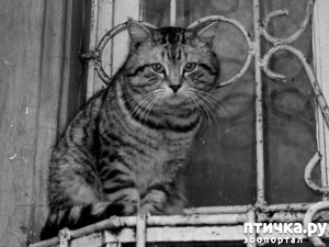 фотография: Блатная - зоозащитная))) фото: Блатная - зоозащитная)))