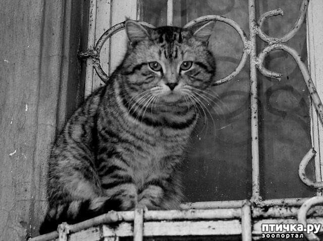 ���� 1: ������� - �����������)))