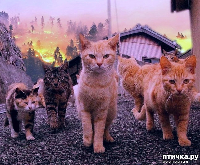 ���� 3: ������� - �����������)))