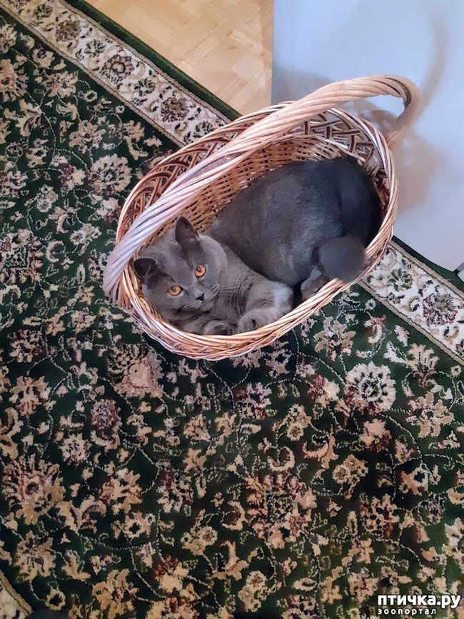 ���� 2: ���������� ������������� ��������