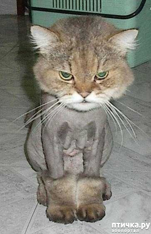 ����: ���������� � ��� "����"...