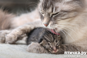 ����: �����-�