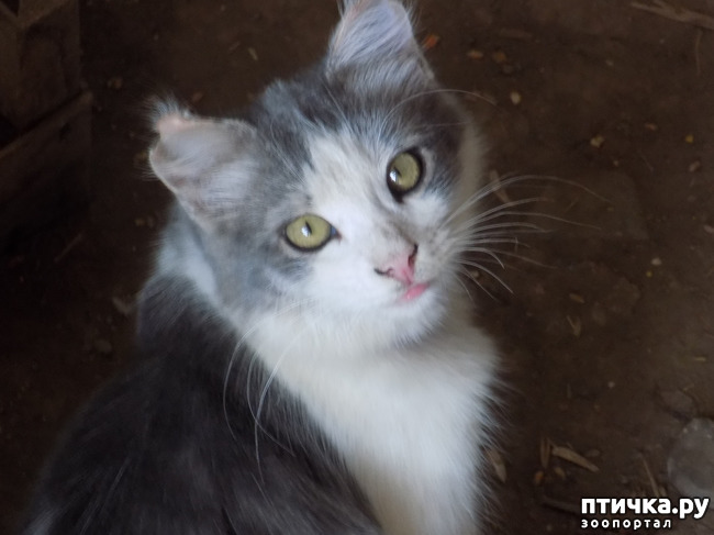 ���� 26: ����� ����������� ���.