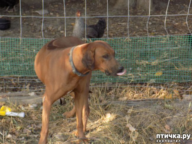 ���� 29: ����� ����������� ���.