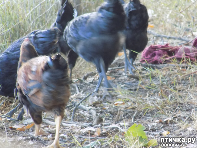 ���� 31: ����� ����������� ���.