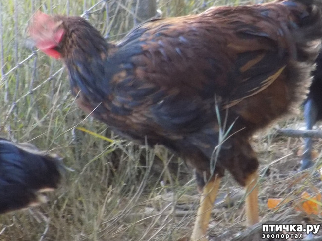 ���� 32: ����� ����������� ���.