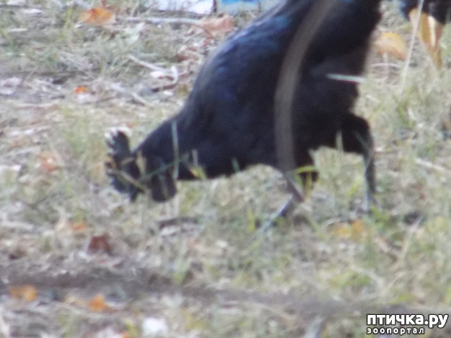 ���� 33: ����� ����������� ���.