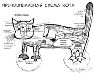 фотография: Глажение кота или кошки))) фото: Глажение кота или кошки)))
