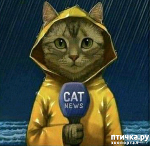 : Cat news