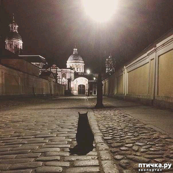 фото 4: Cat news 2