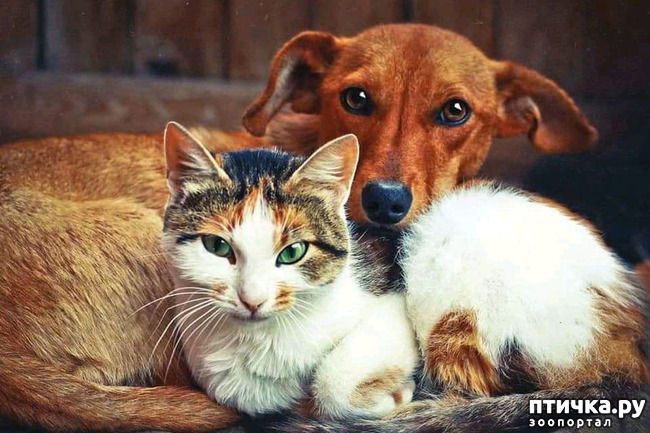 фото 15: Cat news 2