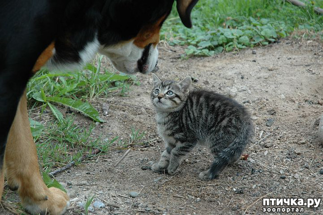 фото 4: Кошки и собаки - мир возможен?