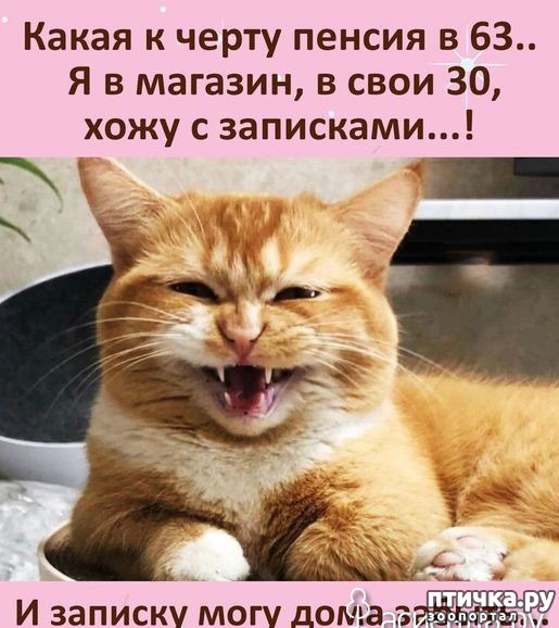  17:  ,      ... ()