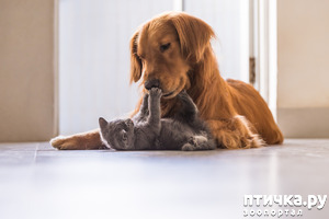 фото: Кошка и собака в одной квартире: как правильно их познакомить