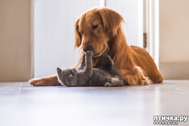 фото 1: Кошка и собака в одной квартире: как правильно их познакомить