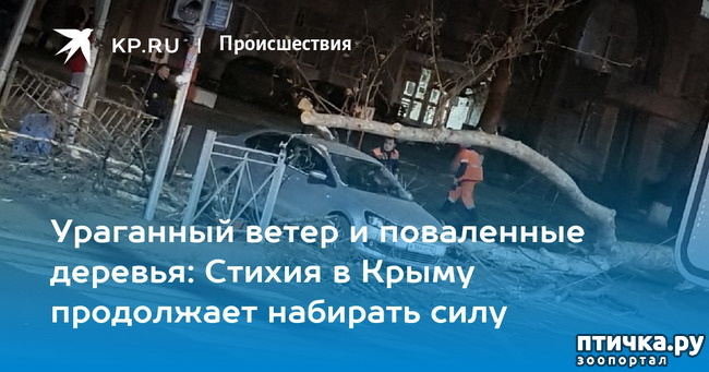 фото 1: СТИХИЯ, ОБРУШИВШАЯСЯ НА КРЫМЧАН