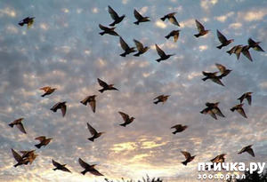 фото: Какие птицы прилетают весной. Хотите узнать? Тогда смотрите интересный ролик.