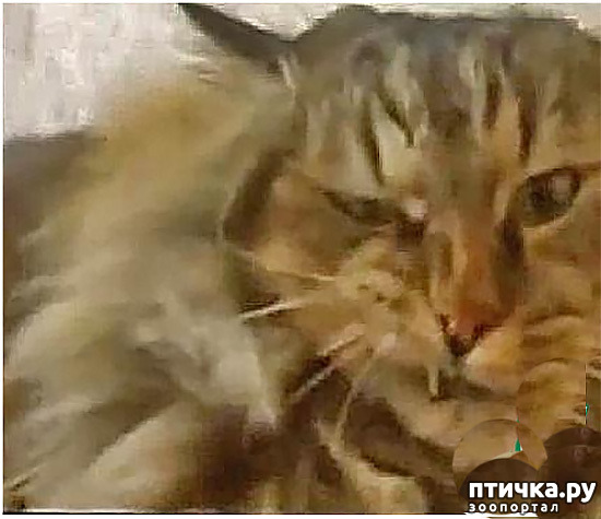 фото 2: СЕРВИЛАТ (Не выдуманные рассказы о кошачьем племени)