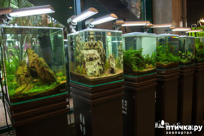 фото 9: Дизайн аквариумов