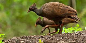 фотография: Что за птица? Сорная курица. фото: Что за птица? Сорная курица.