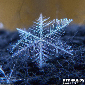 фотография: Нерукотворное зимнее чудо фото: Нерукотворное зимнее чудо