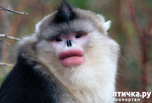 фотография: Ринопитеки. А вы видели таких обезьян? фото: Ринопитеки. А вы видели таких обезьян?