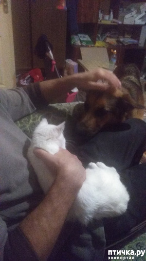 фотография: Приветики! фото: Приветики!