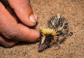 фотография: Полосатый тенрек фото: Полосатый тенрек