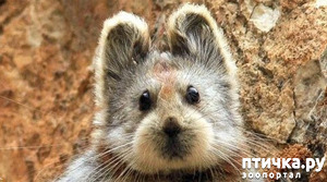 фотография: Или Пика- чудо зверек фото: Или Пика- чудо зверек
