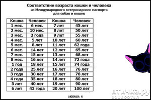 фотография: А СКОЛЬКО ЛЕТ ВАШЕМУ КОТЕЙКЕ?))) фото: А СКОЛЬКО ЛЕТ ВАШЕМУ КОТЕЙКЕ?)))