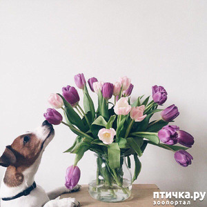 фотография: Настроение не зимнее, а фиолетово-тюльпанное! фото: Настроение не зимнее, а фиолетово-тюльпанное!