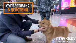 фото 4: Шалайка - новая порода собак России