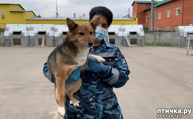 фото 5: Шалайка - новая порода собак России