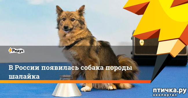 фото 6: Шалайка - новая порода собак России