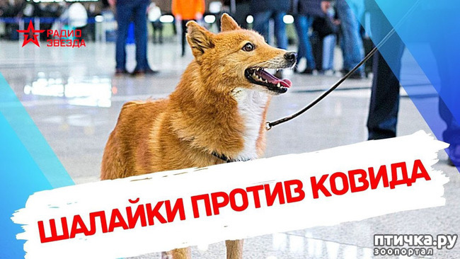 фото 7: Шалайка - новая порода собак России