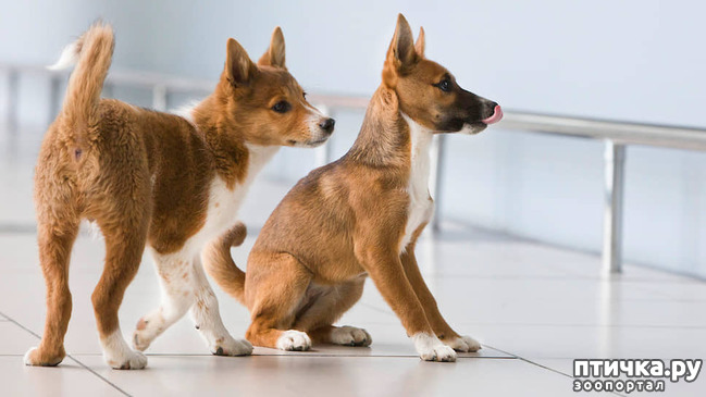 фото 2: Шалайка - новая порода собак России