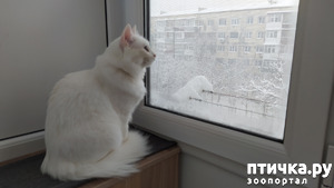 фотография: Снегопад фото: Снегопад