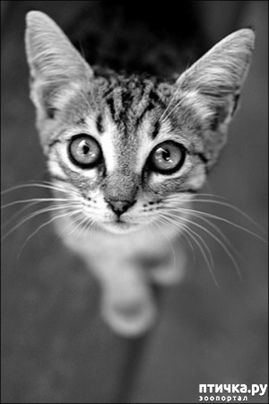 фотография: Глаза кошки - что в них? фото: Глаза кошки - что в них?