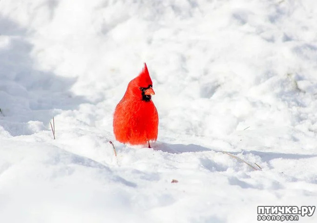 фото 6: Символ Рождества - птичка кардинал