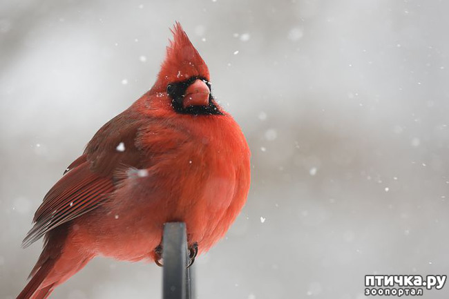 фото 7: Символ Рождества - птичка кардинал
