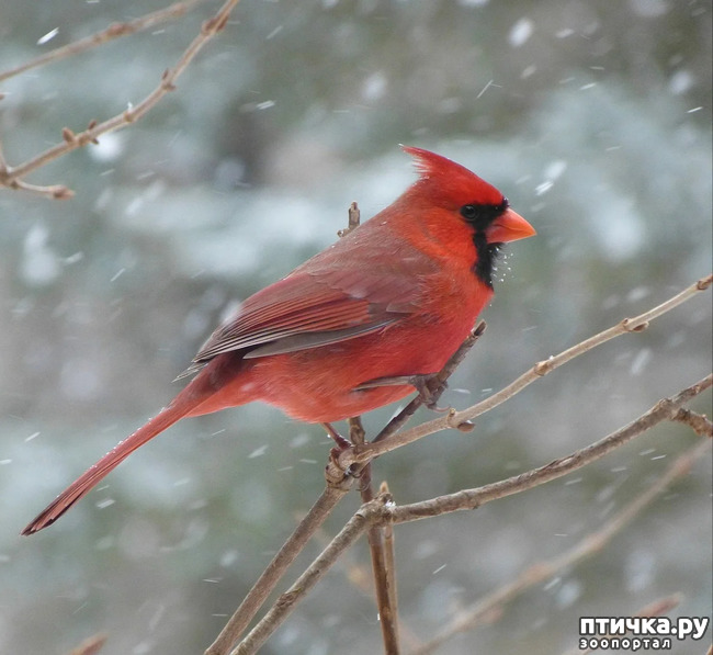 фото 1: Символ Рождества - птичка кардинал