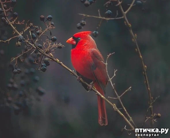 фото 4: Символ Рождества - птичка кардинал