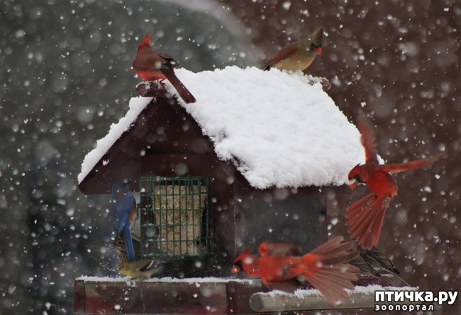 фото 5: Символ Рождества - птичка кардинал