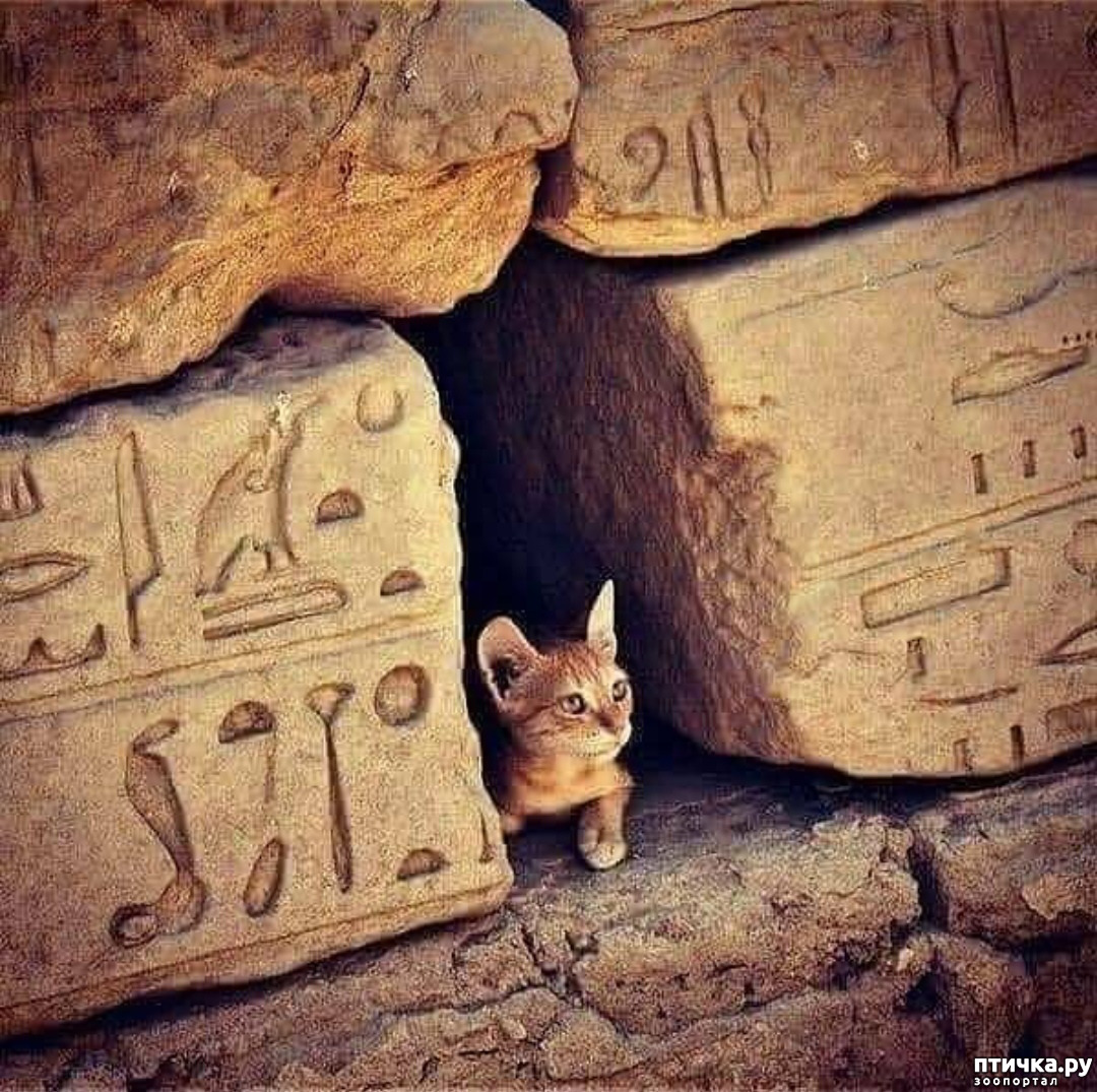 В египте поклонялись кошкам. Кошки в древнем Египте. Древние кошки Египта. Египетская кошка в древнем Египте. Священная кошка Египта.