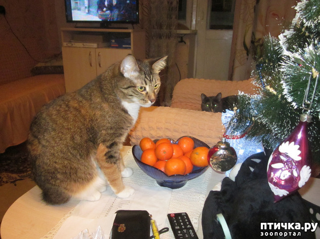 ���� 3: ���� ���������