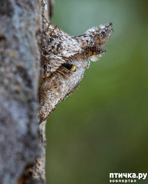 ����: ����